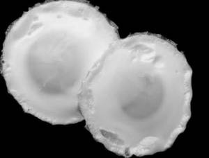 Poached Egg