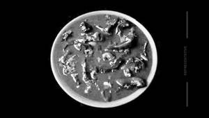 Mushroom Hyderabadi
