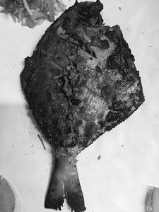 Pomfret Tawa Fry