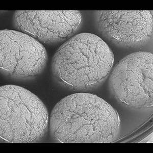 Gurer Rosogolla (Rs.12)
