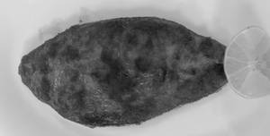 Fish Fry