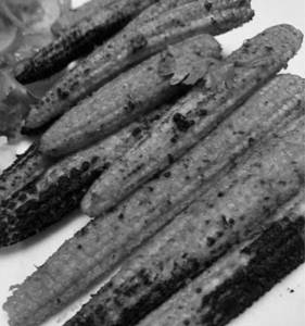 Tanduri Babycorn