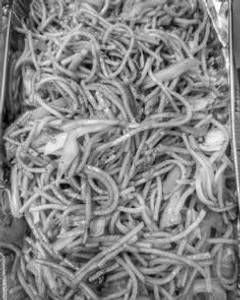 Spl. Mixed Chowmein