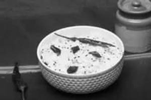 Curd Rice