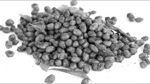 Fry Peanut Masala