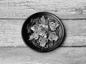 Mushroom Manchurian