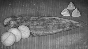 Manthal Fish