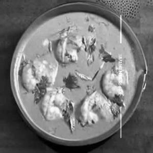 Prawn Malai Curry