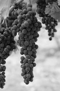 Grape Juice (750 ml)-Sugarfree