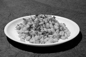 Sweet Corn