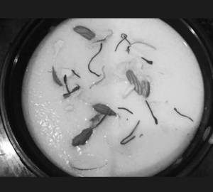 Rava Kesar Kheer