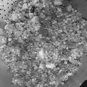 Sabudana khichdi