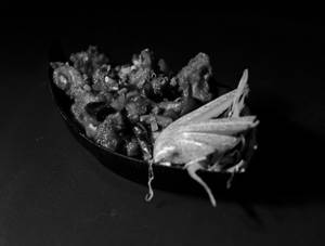 Gobi Chilli