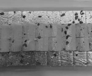 Sugar Free Mawa Barfi