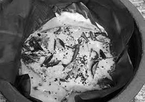 Fish Nirvana