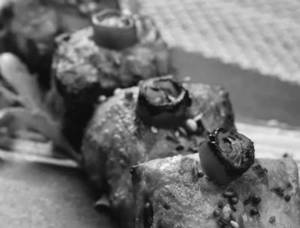 Fish Tikka