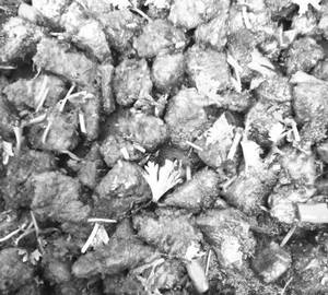 Talawa Dry (Beef)