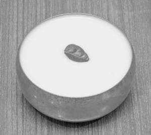 Plain Curd