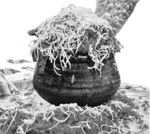 Lakhnavi Matka Biryani
