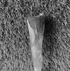 Single Rose