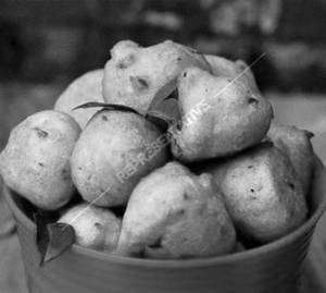 Bonda