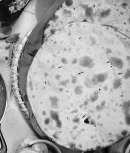 Plain Roti