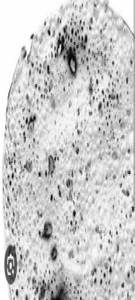 Dry Papad