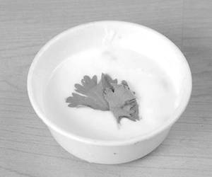 Dahi