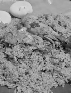 Premium Chicken Biryani 5kg