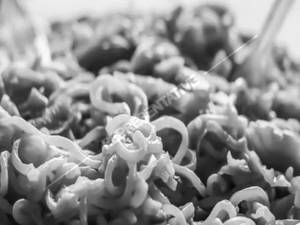 Veg Masala Maggi