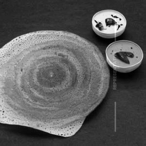Plain dosa
