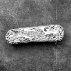 Bread Butter