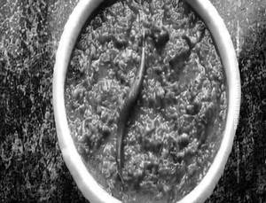 Plain Tadka