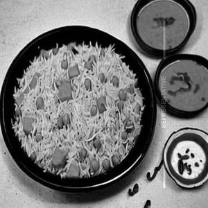 Paneer Fried Rice