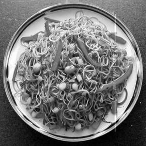 Schezwan Veg Noodles