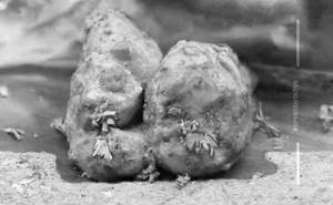 Dum Aloo