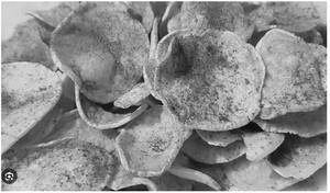 Mota Chips@200g