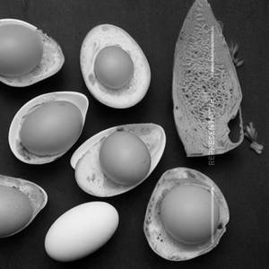 Egg Fry