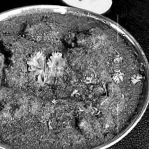 Kaju Masala