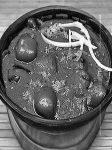 Kadai Mushroom