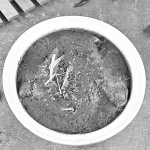 Chicken Jahangiri (Half)