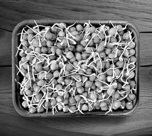 Sprouts Chana