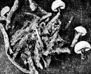 Mushroom pepper dry
