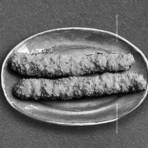 Fish Finger