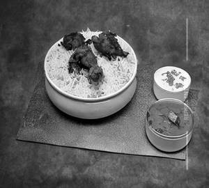 Chicken Fry Rice Biryani Mini
