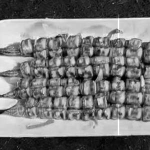 Guntur Baby Corn 