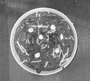 Palak paneer