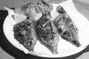 Mackerel Fry