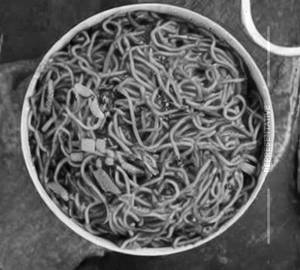 Chicken Schezwan Noodle