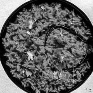 Chole Rice